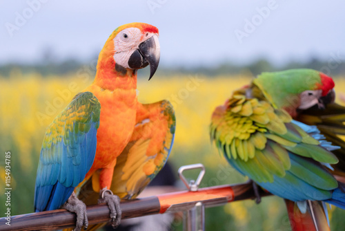 Hybrid macaw Catalina macaw colorful bred from farms to be used as companion animals for humans, free-flying pets.