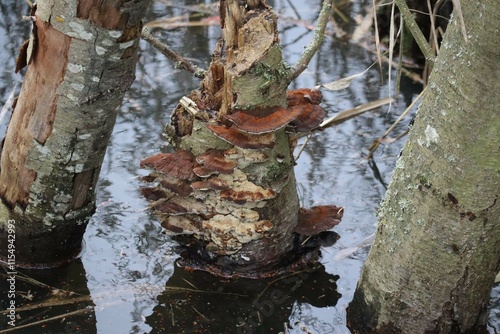 blushing Bracket fungus