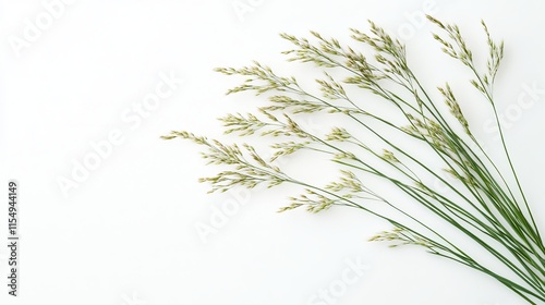 Lovegrass (Eragrostis): A lovegrass plant with slender stems and airy, open clusters of tiny seeds, placed on a clean white background photo