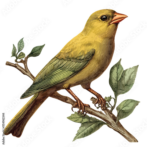 Bird clip art, clip art concept