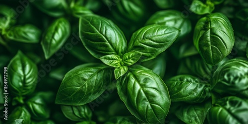 Fresh green leaf basil flourishing in the garden, showcasing the vibrant green leaf basil s rich colors and textures. Experience the beauty of green leaf basil s growth in a natural setting. photo