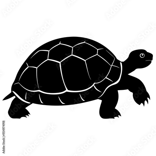 turtle on white background