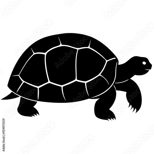 turtle illustration