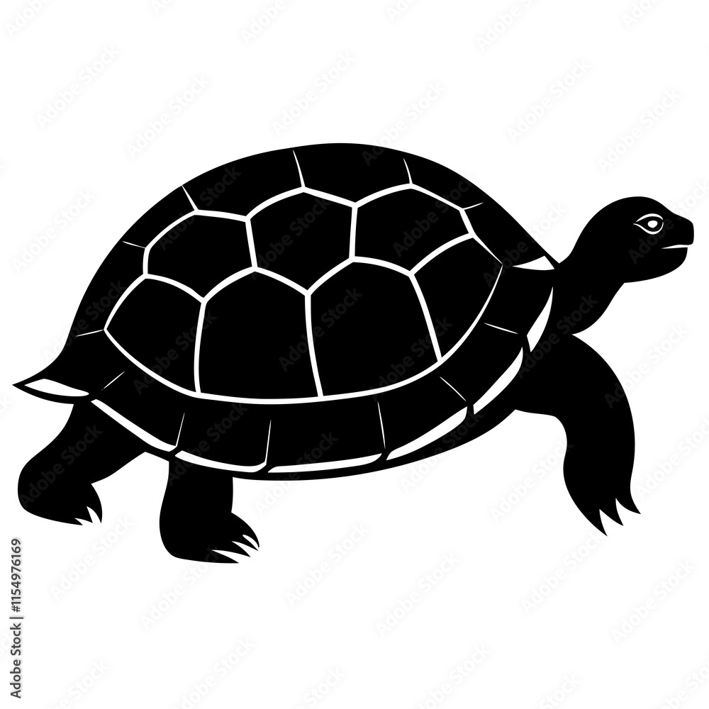 turtle turtle