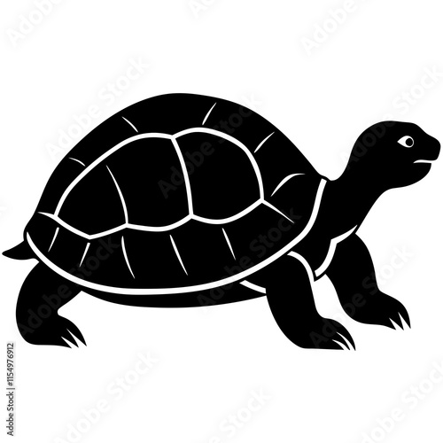 turtle illustration