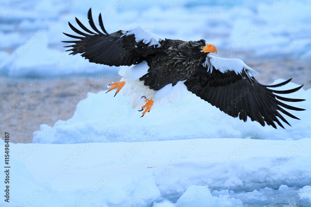 Steller's Sea Eagle Displaying Powerful Wings and Talons Above Sea Ice, Hokkaido, Japan Steller's Sea Eagle Displaying Powerful Wings and Talons Above Sea Ice, Hokkaido, Japan