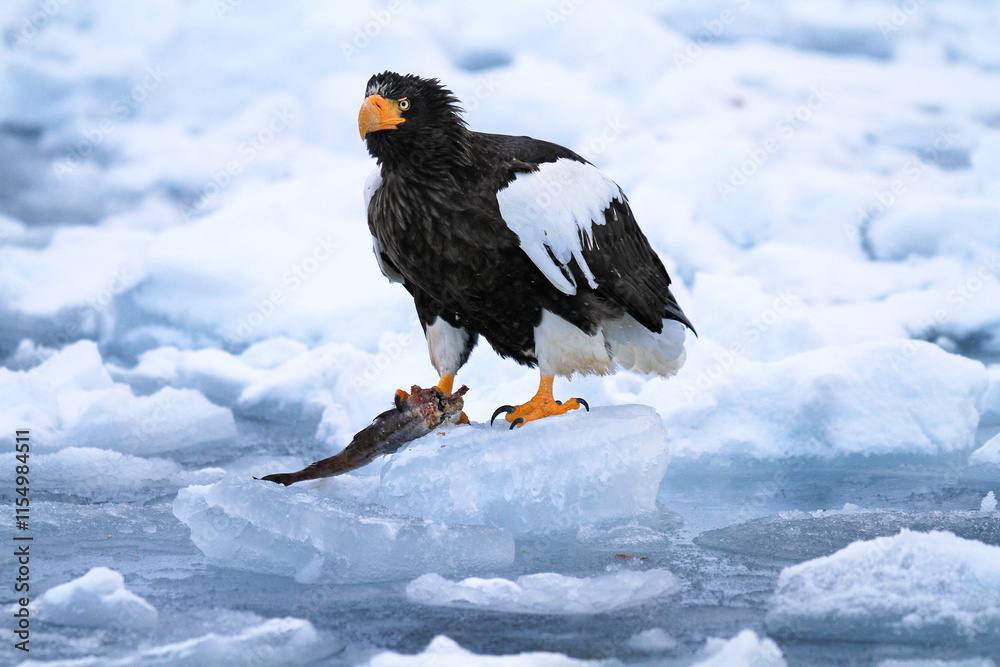 Stellers Sea Eagle Perched on Ice with Fish, Rausu, Hokkaido, Japan Stellers Sea Eagle Perched on Ice with Fish, Rausu, Hokkaido, Japan