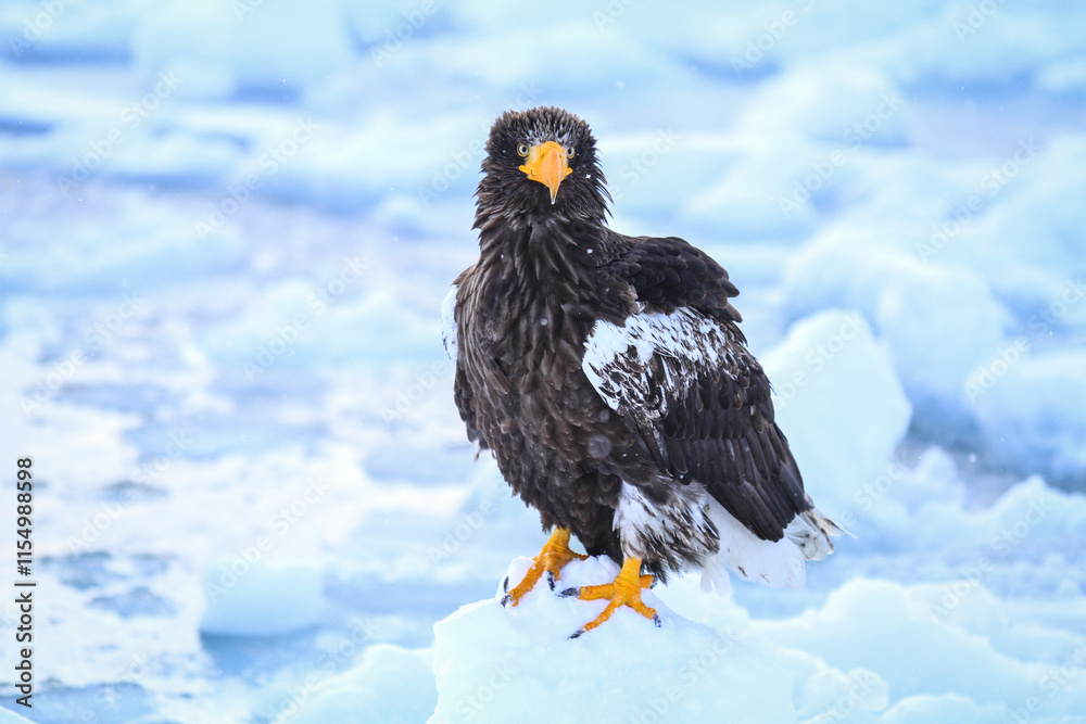 Steller's Sea Eagle Standing on Snowy Iceberg, Rausu, Hokkaido, Japan Steller's Sea Eagle Standing on Snowy Iceberg, Rausu, Hokkaido, Japan