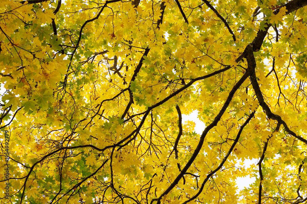 Colorful trees in a park at autumn
