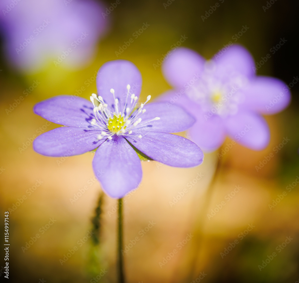 Blue hepatica flower on a hay field