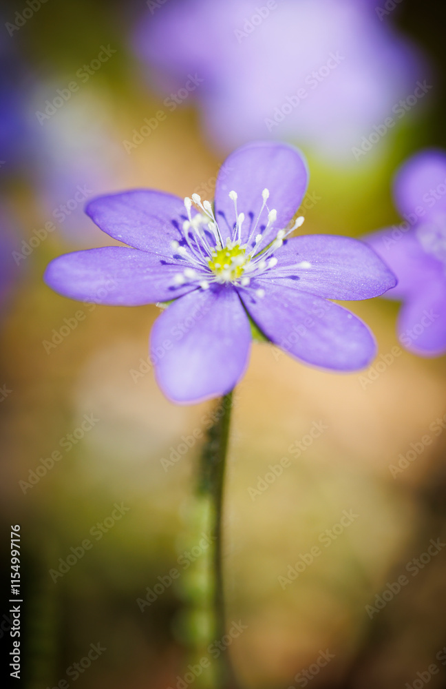 Blue hepatica flower on a hay field Blue hepatica flower on a hay field