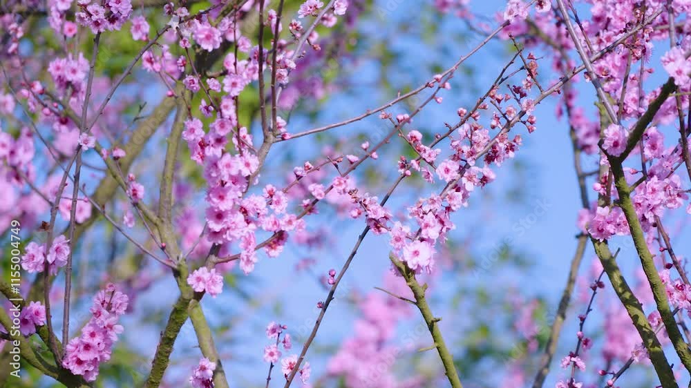 Blossoming cherry trees fill the sky with pink flowers in a vibrant spring landscape Blossoming cherry trees fill the sky with pink flowers in a vibrant spring landscape