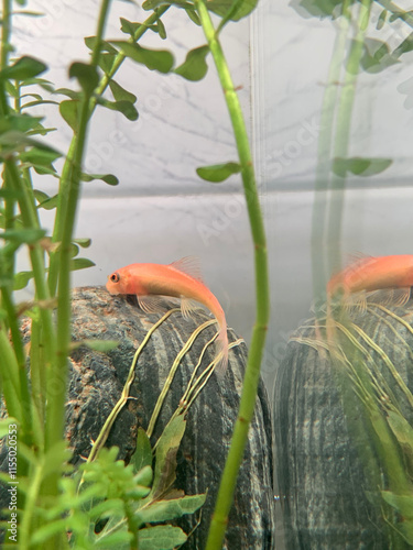 A captivating view of a Gyrinocheilus aymonieri gracefully gliding through a serene freshwater aquarium. photo