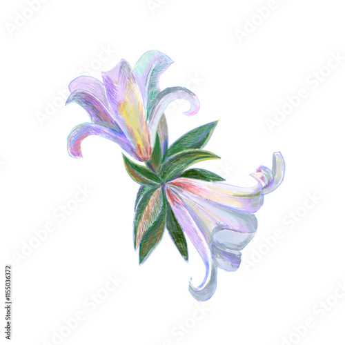 Blooming lilies with colored pencils