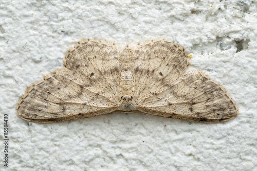 Small Dusty Wave moth - Idaea seriata, small bright white and yellow moth from European meadows and grasslands, Zlin, Czech Republic. photo