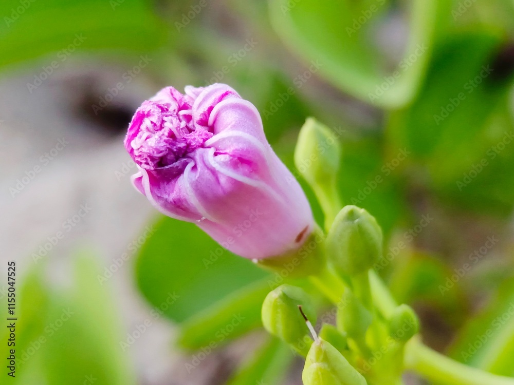 Defocused view of a morning glory flower bud in pink purplish colour Defocused view of a morning glory flower bud in pink purplish colour