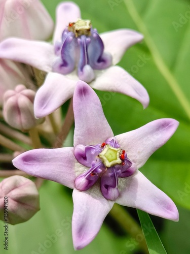 Selective focus of giant calotrope or crown flower in purple colour photo