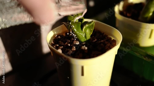 a hand watering little potted plant, sunny day closeup footage