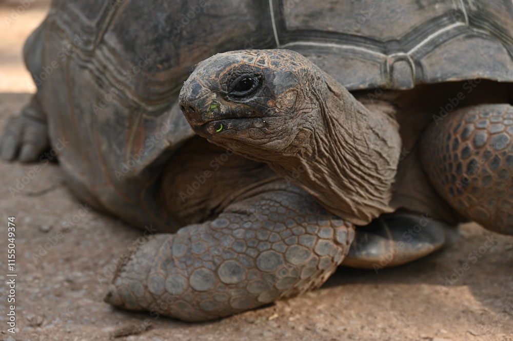 Close up shot of a Galapagos Giant Tortoises. Giant tortoises are emblems of Galapagos it can live to be over 100 years old. Close up shot of a Galapagos Giant Tortoises. Giant tortoises are emblems of Galapagos it can live to be over 100 years old.
