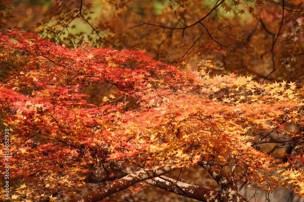 Beautiful red maple leaves, Japanese autumn scenery Beautiful red maple leaves, Japanese autumn scenery