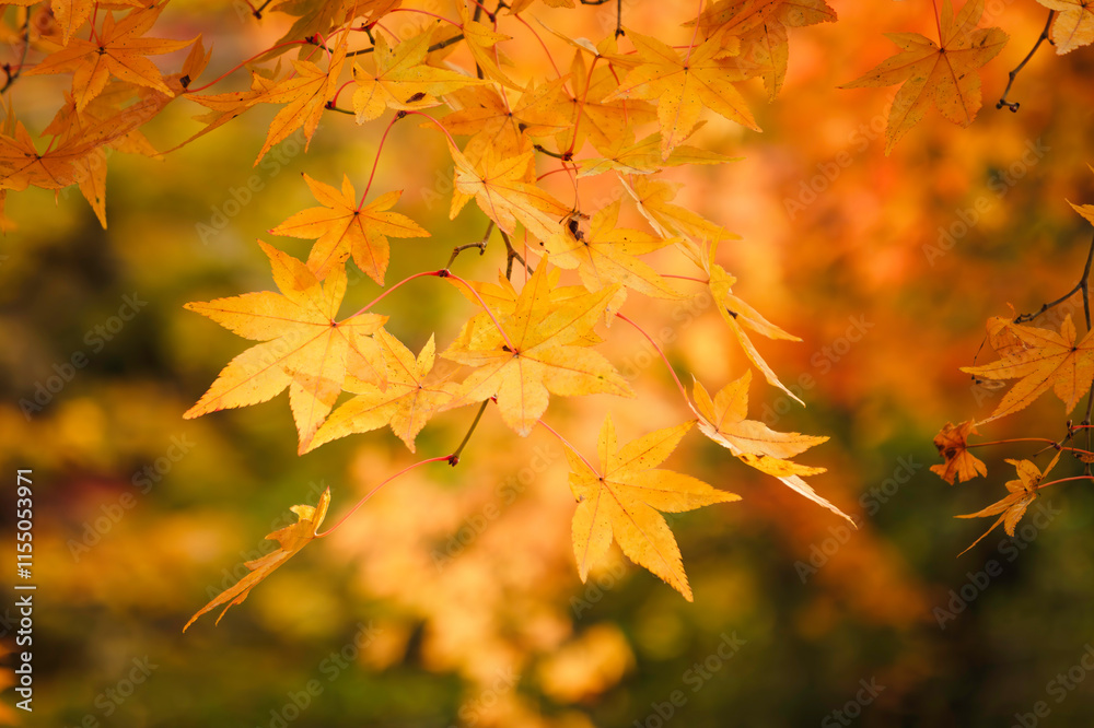 Japanese maple leaf, Autumn landscape	
