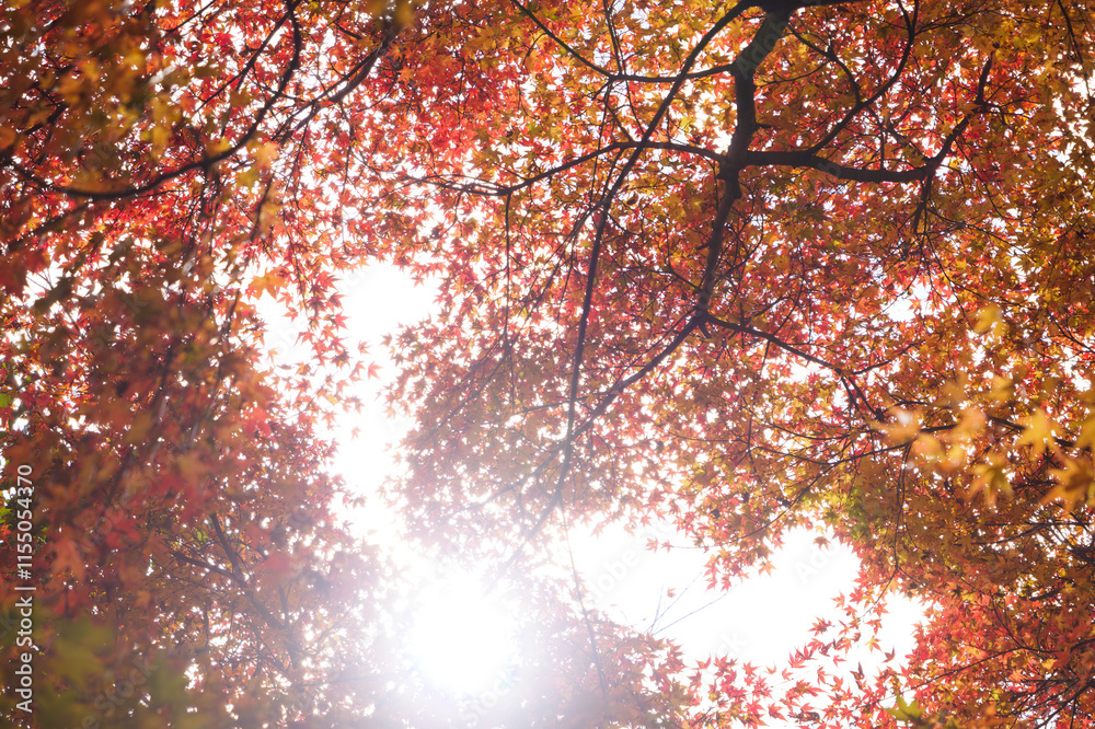 Sky full of maple leaves, sunshine, Japanese autumn Sky full of maple leaves, sunshine, Japanese autumn