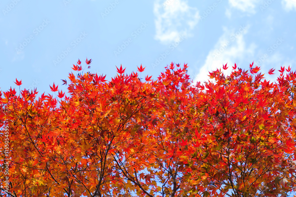 Japanese autumn, maple leaves and blue sky Japanese autumn, maple leaves and blue sky