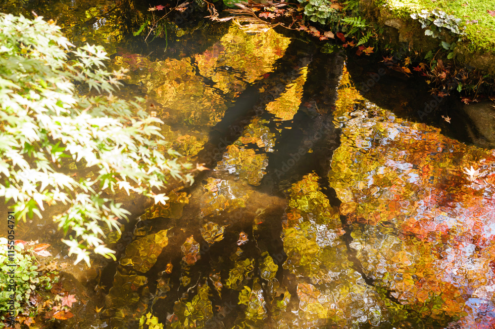 Beautiful foliage trees and leaves reflected on the water surface, Japanese garden in autumn
Beautiful foliage trees and leaves reflected on the water surface, Japanese garden in autumn