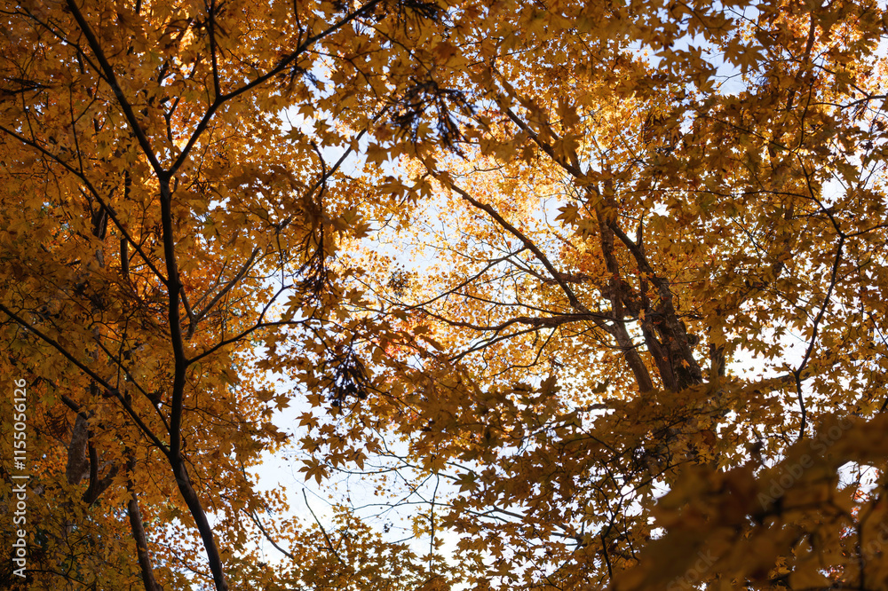 Sky full of maple leaves, sunshine, Japanese autumn Sky full of maple leaves, sunshine, Japanese autumn