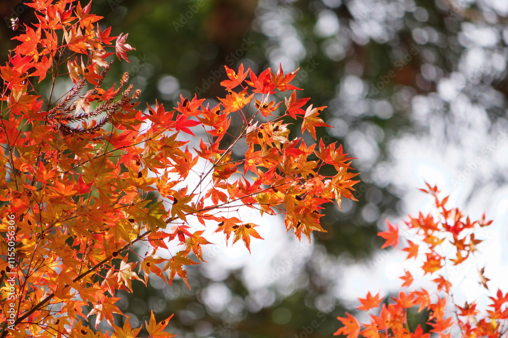 Sky full of maple leaves, sunshine, Japanese autumn Sky full of maple leaves, sunshine, Japanese autumn