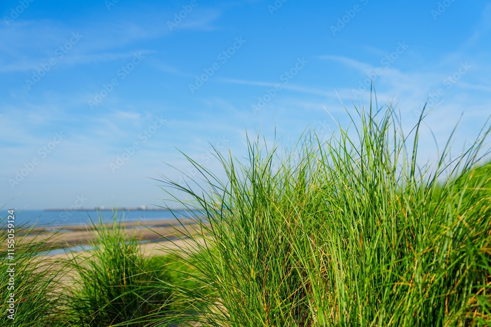 In the Netherlands, a green grass field stretches across the foreground under a clear blue sky with a few white clouds. The low-angle shot emphasizes the grass s height and serenity. In the Netherlands, a green grass field stretches across the foreground under a clear blue sky with a few white clouds. The low-angle shot emphasizes the grass s height and serenity.