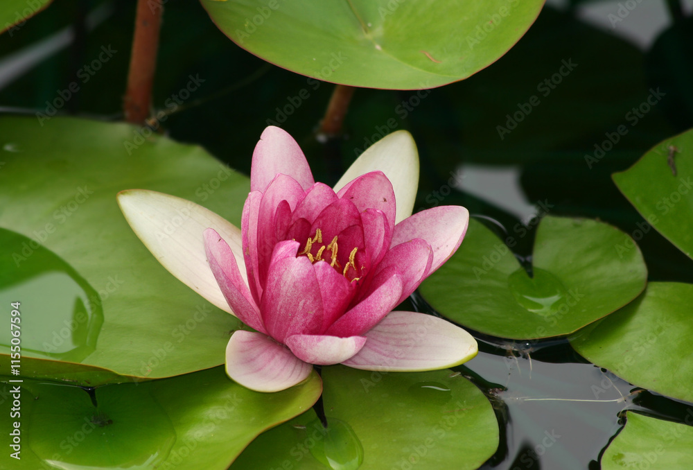 Pink Water Lily with Green Pads at pond in Indianapolis, IN, USA Pink Water Lily with Green Pads at pond in Indianapolis, IN, USA