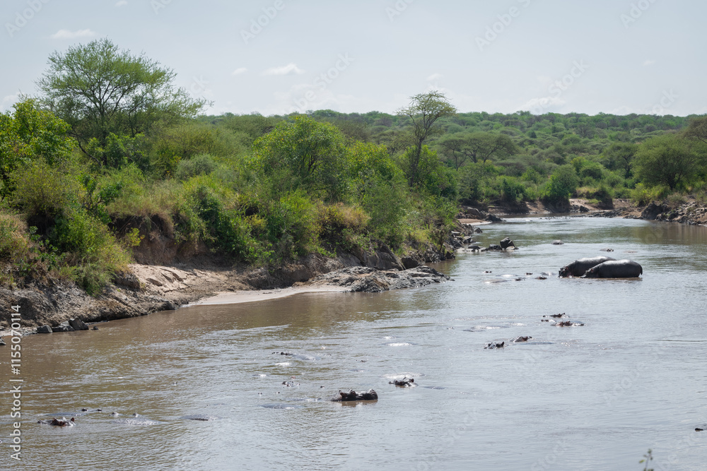 The common hippopotamus (Hippopotamus amphibius) is a large, artiodactyl, primarily herbivorous mammal that lives in Africa. The common hippopotamus (Hippopotamus amphibius) is a large, artiodactyl, primarily herbivorous mammal that lives in Africa.