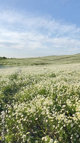 A field of daisies in close-up. Beautiful white summer flowers. The concept of fragility and tenderness. Slow movement to the side. Panoramic 4K video. Vertical composition. Atmospheric landscape