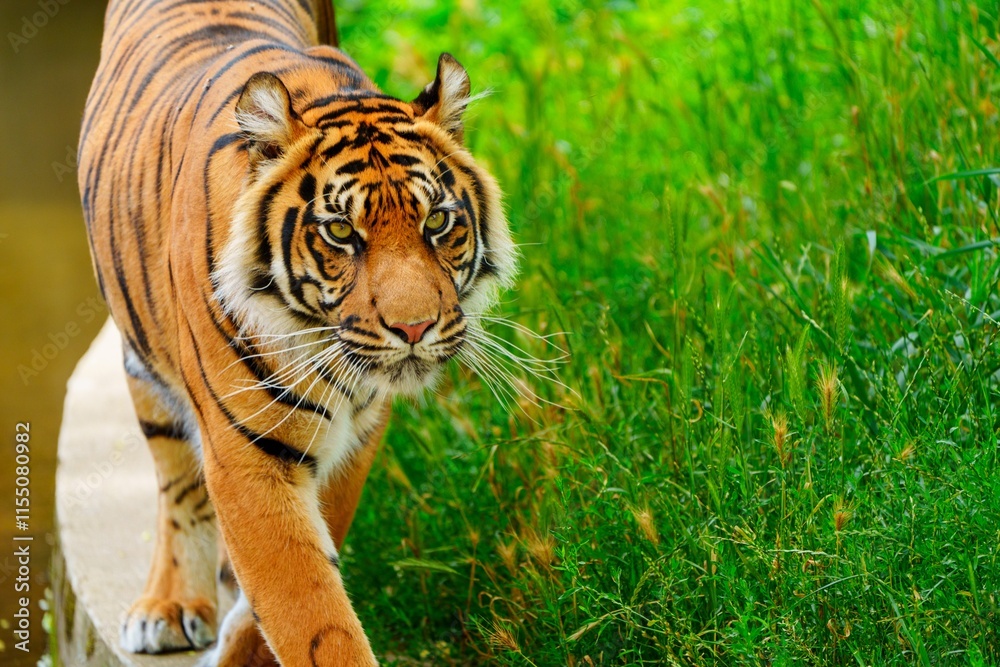 Fototapeta premium A stunning close-up of a tiger in the wild, showcasing the majestic creature s power and intensity. This captivating image illustrates the beauty and wonder of wildlife and conservation.