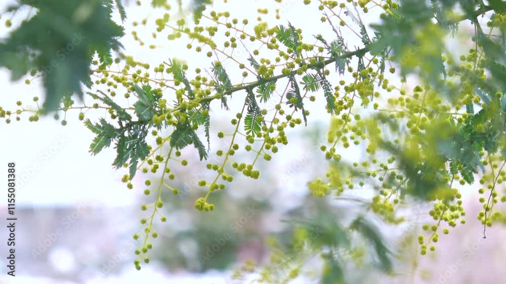 Closeup, slow motion shot of Mimosa, Acacia dealbata, tree with buds in snowing background. 4K