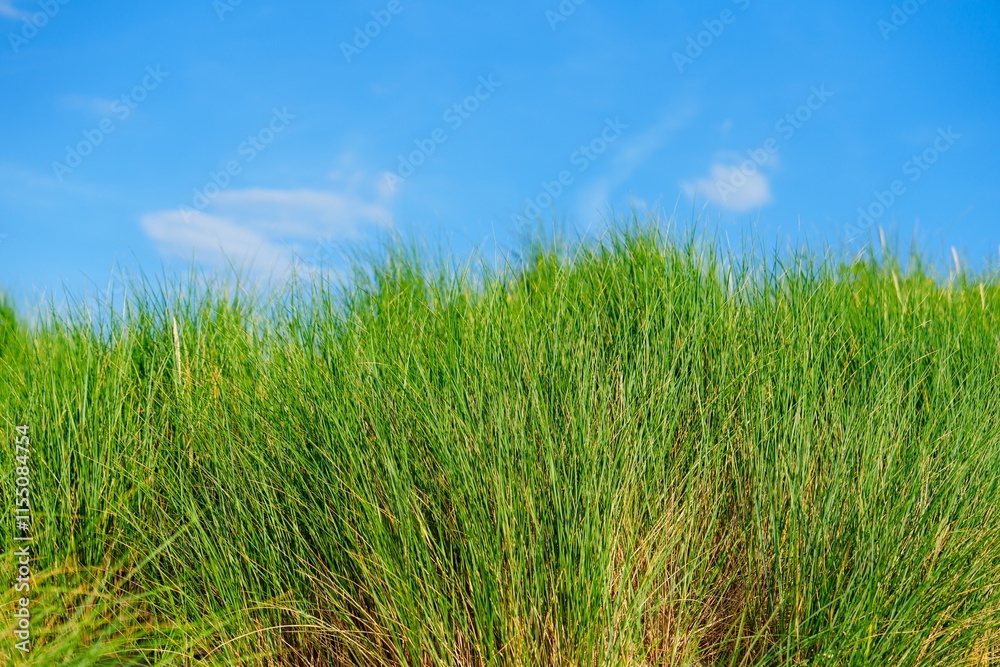 A vibrant green grass field in the Netherlands stretches to the horizon under a clear blue sky with fluffy white clouds, creating a serene and peaceful landscape. A vibrant green grass field in the Netherlands stretches to the horizon under a clear blue sky with fluffy white clouds, creating a serene and peaceful landscape.