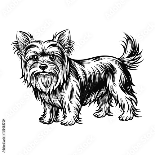 Biewer Terrier Dog breed vector illustration isolated on white background in cartoon style. Breed yorkshire terrier