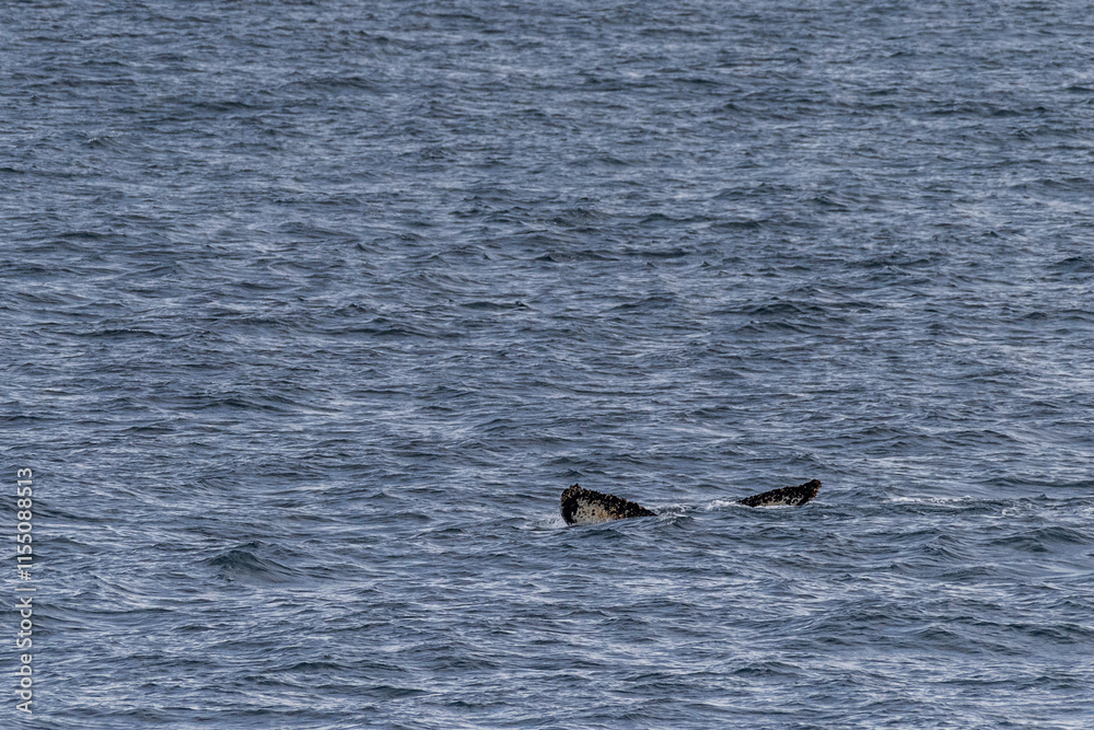 Obraz premium Impression of the Scenery near Anvers Island, on the Antarctic Peninsula. A diving humpback whale -Megaptera novaeangliae- is shown in the foreground.