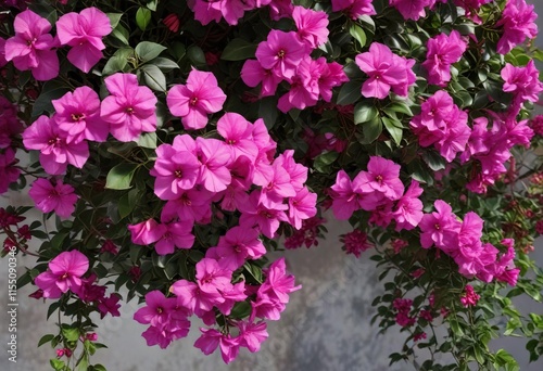 Colorful Bougainvillea glabra vines with vibrant magenta flowers , outdoor decoration, tropical plants