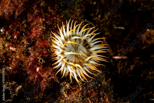 Sagartia elegans, the elegant anemone, is a species of sea anemone in the family Sagartiidae. photo