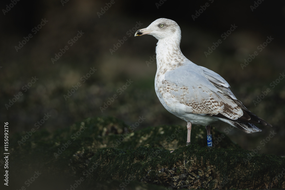 Portrait of a juvenile Herring gull (Larus argentatus) wearing a ring, The Netherlands Portrait of a juvenile Herring gull (Larus argentatus) wearing a ring, The Netherlands