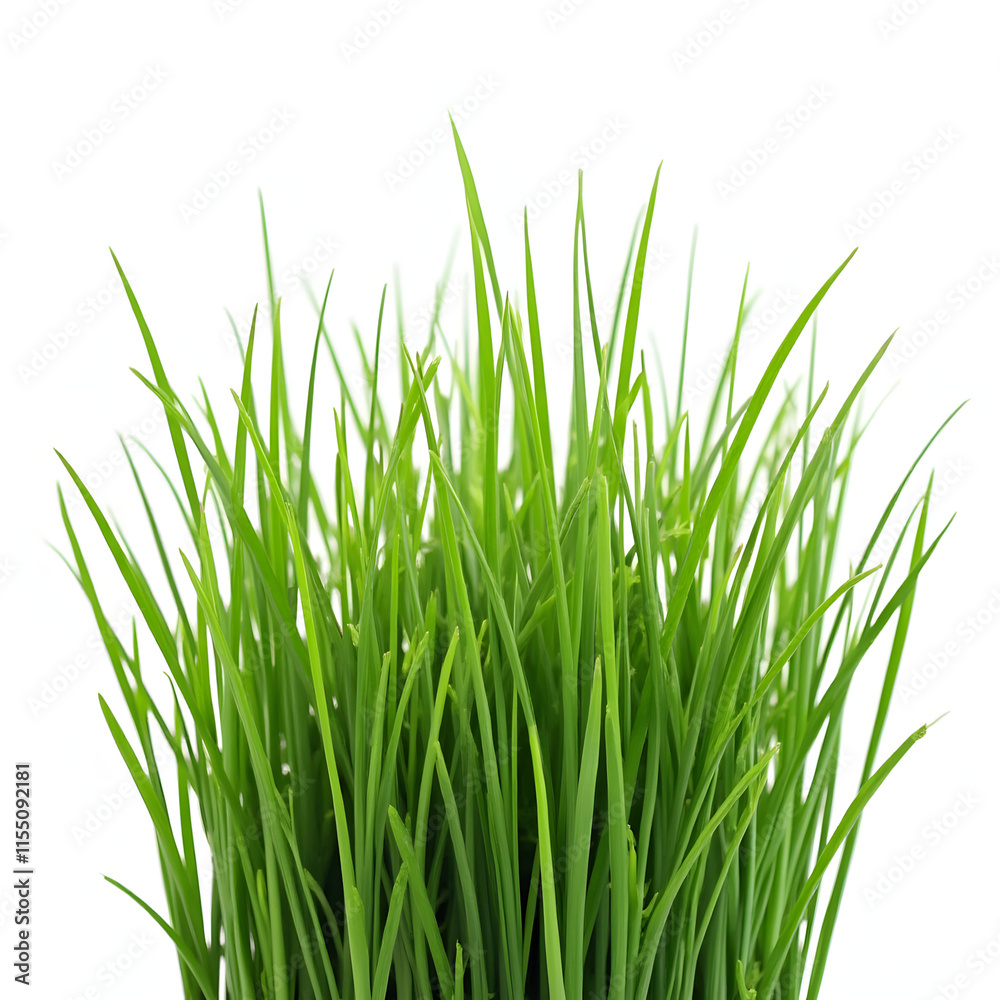 Isolated green grass on white background
Isolated green grass on white background