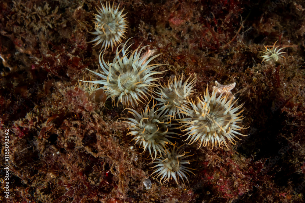 Sagartia elegans, the elegant anemone, is a species of sea anemone in the family Sagartiidae. Sagartia elegans, the elegant anemone, is a species of sea anemone in the family Sagartiidae.