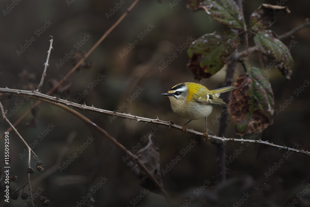 Fototapeta premium Firecrest (Regulus ignicapilla) perched on a branch, calling, Belgium