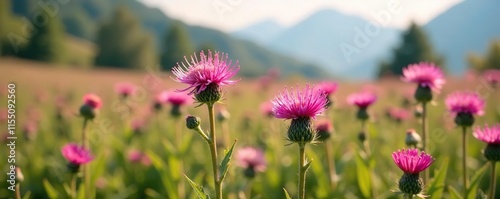 Delicate pink petals on milk thistle flowers sway gently in the mountain breeze, pink milk thistle, field