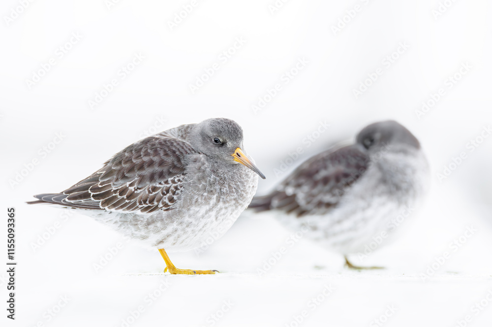 Obraz premium Purple sandpipers (Calidris maritima), Nieuwpoort, Belgium
