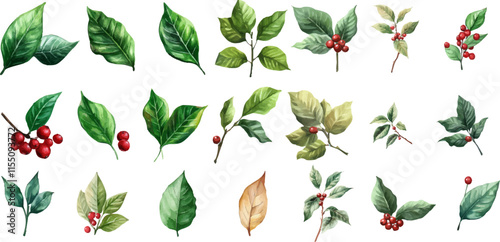 Set of watercolor coffee leaves and red berries on a white background
