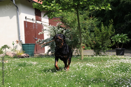 Hund Rottweiler spielt im Frühling zwischen Bluem im Garten photo