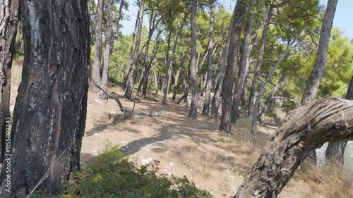 a deserted ruin in the forest